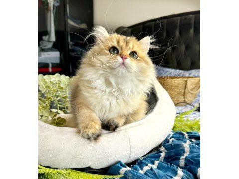 Yüksek kalite golden british longhair kedimiz