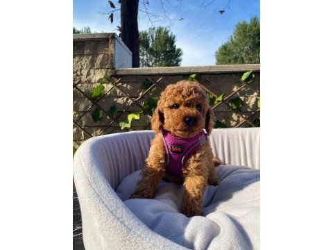 Pamuk gibi toy poodle yavrularım