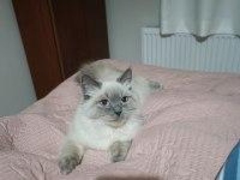 Ragdoll cinsi kızıma eş arıyorum