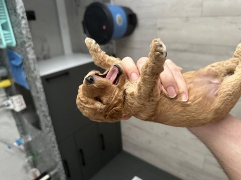 20 günlük toy poodle yavruları