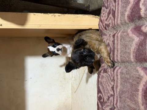 Son dişi french bulldog günü gelen aşıları yapıldı