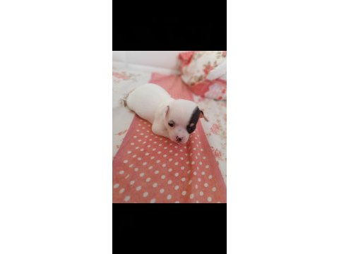2.5 aylık dişi chihuahua