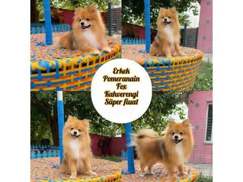Pomeranian fox teddy bear gülen surat