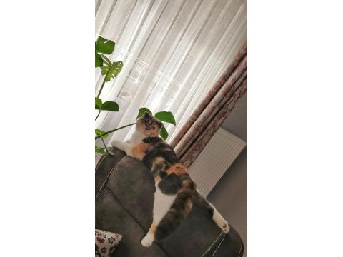 1 yaş calıco scottish fold