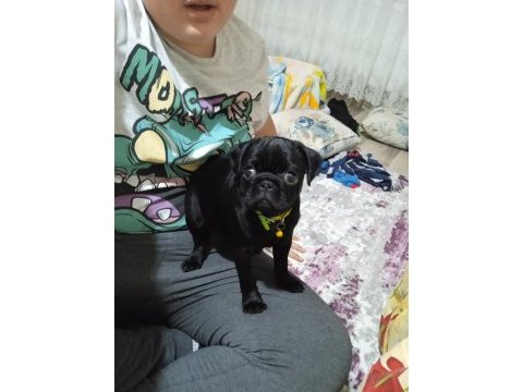 Pug erkek siyah