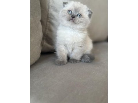 Dünyalar şekeri scottish fold