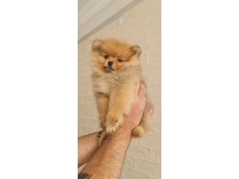 Pomeranian teacup