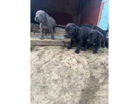 Cane corso bebek köpekler