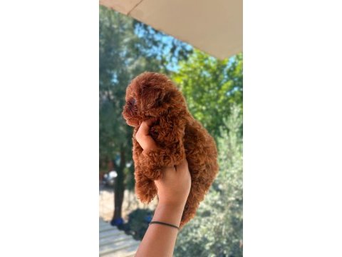 Kore tea cup poodle yavrular