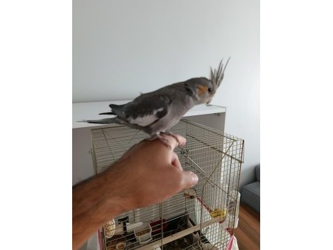 Kendi yavrulattığım ele alışkın sultan papağanı