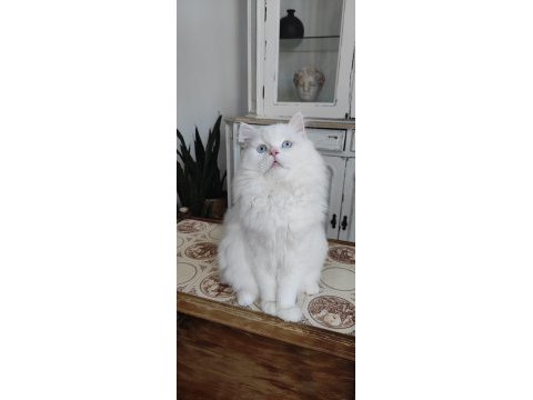 Kızanda dişi kedinize talibiz