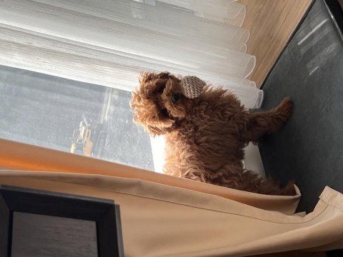 Eşleşmeye hazır poodle oğlum