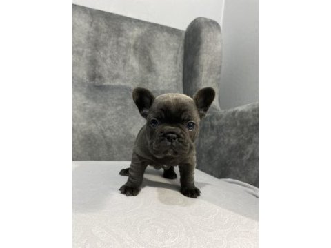 Kaliteli french bulldog yavrular