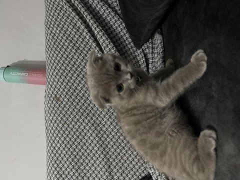 Scottish fold kedisi