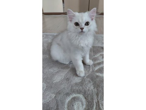 Yavru british longhair