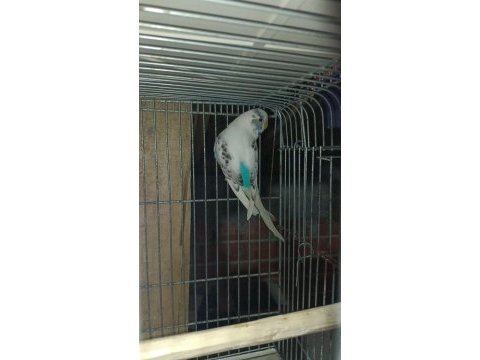 Yavru muhabbet kuşları