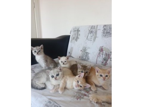 British shorthair mersin tarsus cüzi ücretli