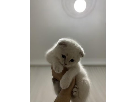50 günlük kedimiz sahiplendirmeye hazırdır