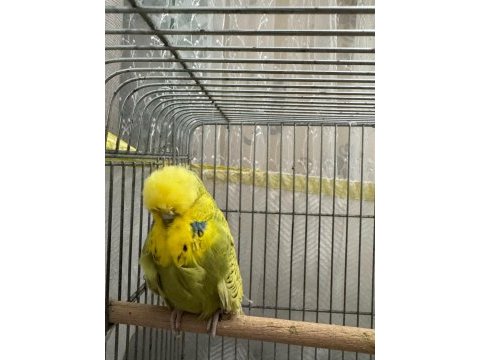 Show jumbo muhabbet kuşları