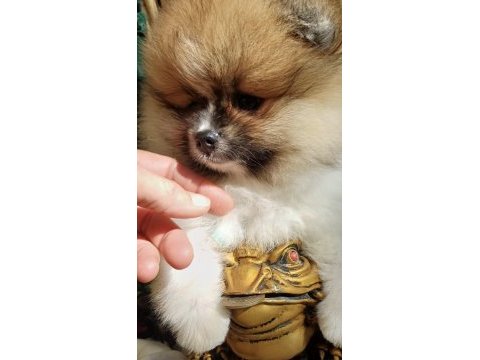 Mini teddy face pomeranian dişi yavrular