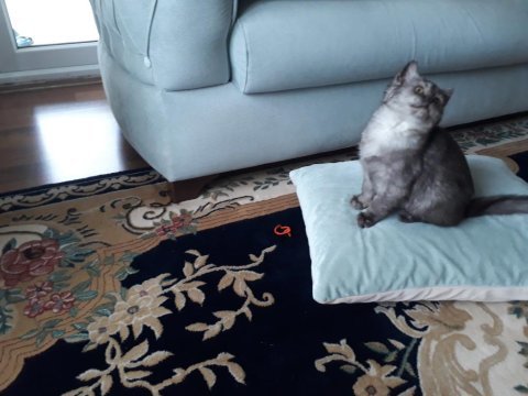 3 aylık british shorthair