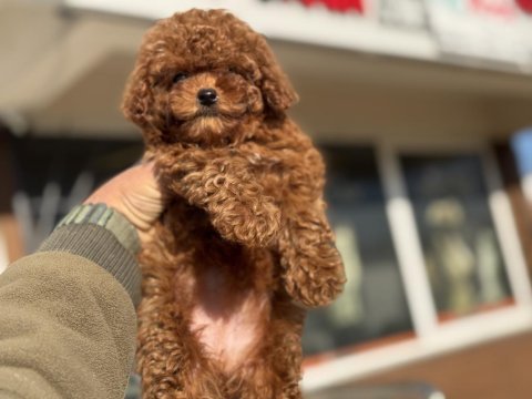 Boy ve kg ram garantili tea cup kore poodle 