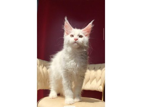Mco beyaz dişi üst kaliteli maine coon