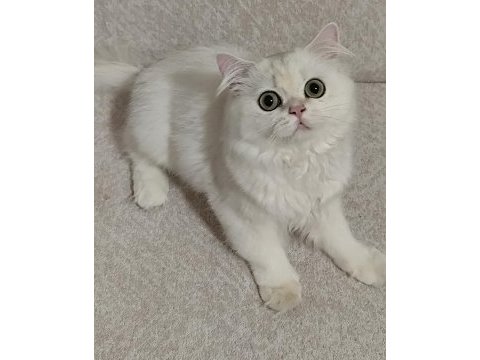 British longhair silver