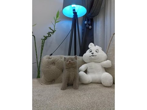 Top surat oyuncak gibi lilac british shorthair yavrular