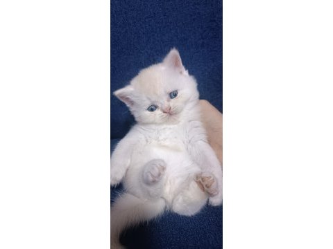 British shorthair
