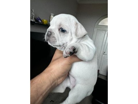Masmavi gözlü bebek gibi french bulldog yavrular