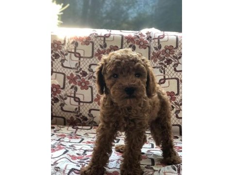 Toy poodle dişi yavru