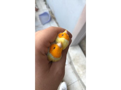 Gökkuşağı ispinozu her renk mevcuttur