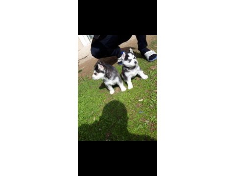 Safkan a kalite scr husky yavrular