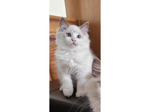 Şecereli ragdoll yavruları