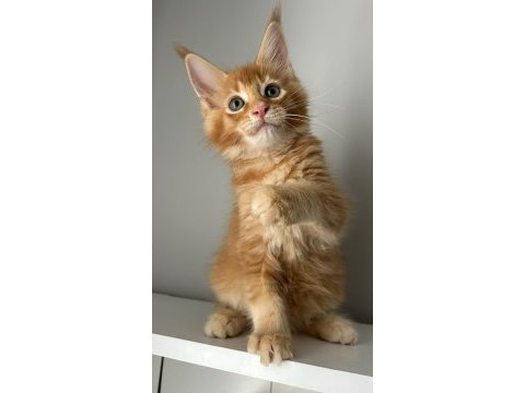Turuncu erkek minik dev maine coon