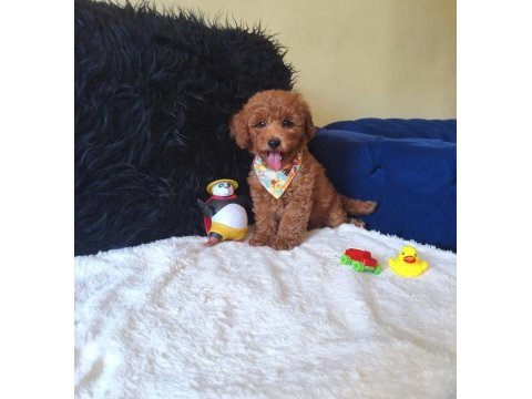 Yakışıklı poodle prens