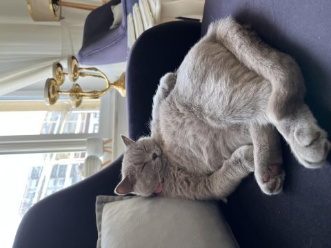Eğitimli aşılı british shorthair
