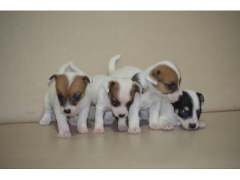 Safkan ırk garantili jack russell yavruları