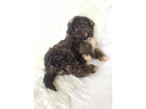 Black maltipoo