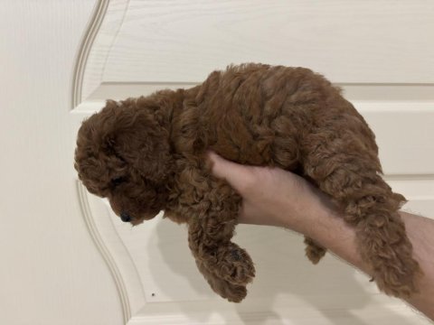 Erkek red toy poodle