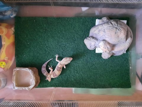 Leopard gecko malzemeli