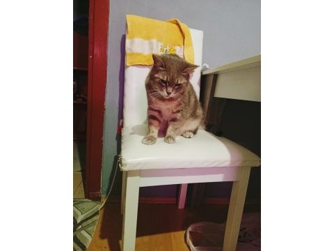 Cins kedim british shorthair