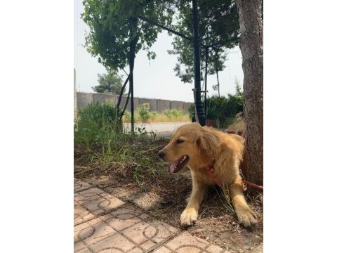 Golden retriever köpeğimiz ücretsiz sahiplendirilecektir
