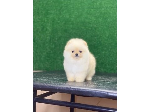 Pomeranian bebekleri