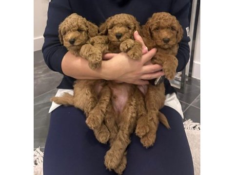 45 günlük poodle kahverengi bebekler