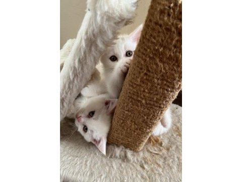 Sevimli british shorthair kardeşler