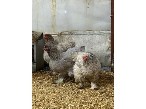 Black blue brahma kuluçkalık yumurta & civciv