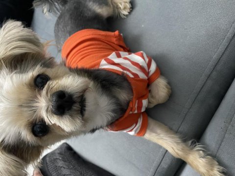 Ücretsiz sahiplendiriyorum yorkshire köpeğimi