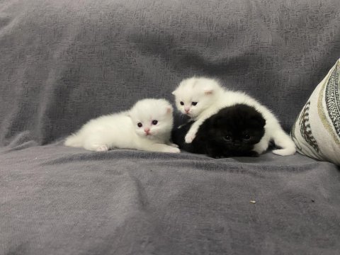 Scottish fold ve british